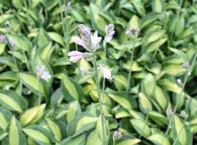 Bohyška 'Gypsy Rose' - Hosta 'Gypsy Rose'