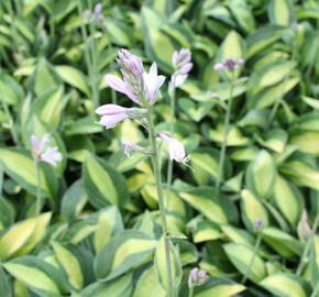 Bohyška 'Gypsy Rose' - Hosta 'Gypsy Rose'