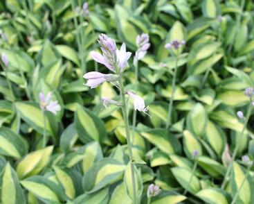 Bohyška 'Gypsy Rose'