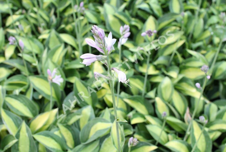Bohyška 'Gypsy Rose' - Hosta 'Gypsy Rose'