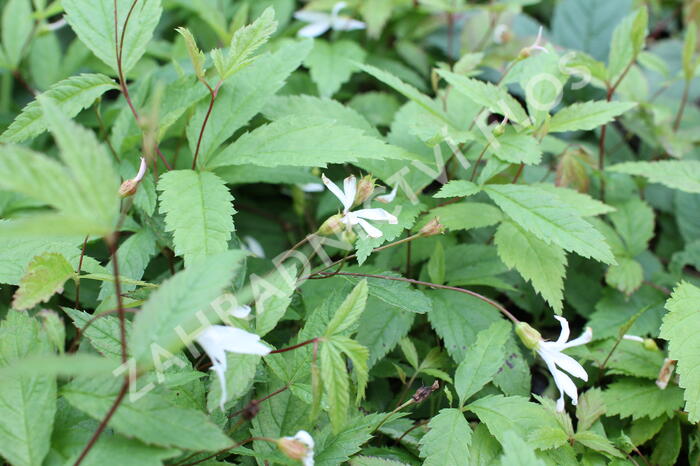 Trubučka trojlistá - Gillenia trifoliata