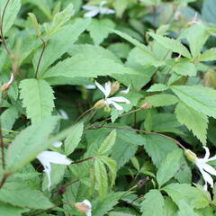 Trubučka trojlistá - Gillenia trifoliata