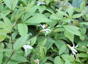 Trubučka trojlistá - Gillenia trifoliata