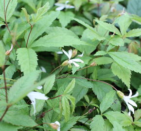 Trubučka trojlistá - Gillenia trifoliata