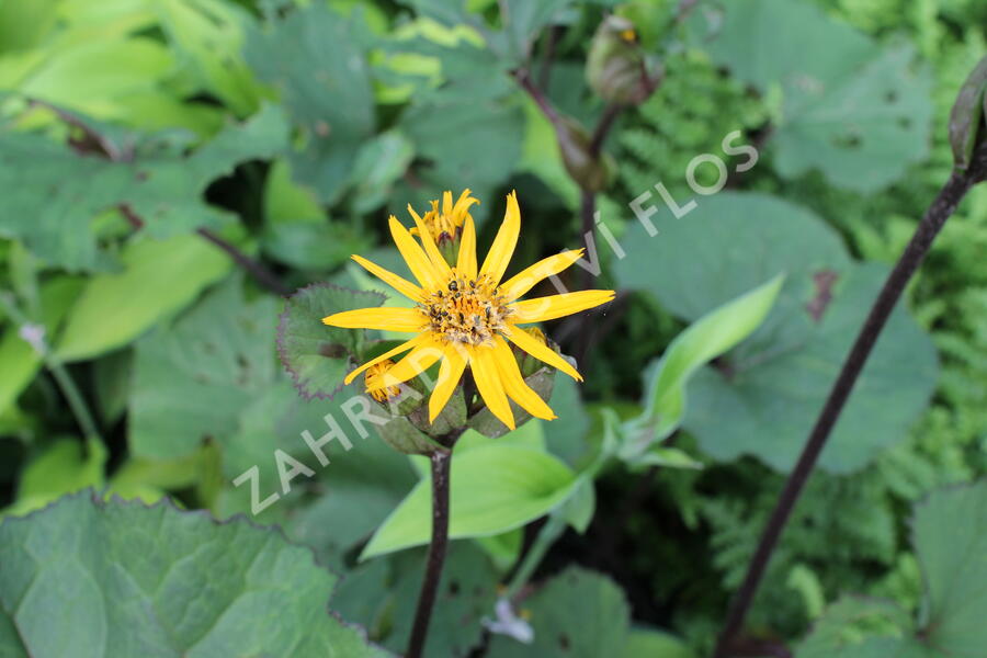 Popelivka zoubkovaná 'Dark Beauty' - Ligularia dentata 'Dark Beauty'