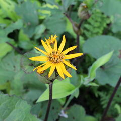 Popelivka zoubkovaná 'Dark Beauty' - Ligularia dentata 'Dark Beauty'