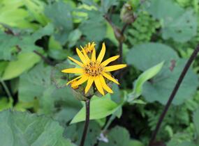 Popelivka zoubkovaná 'Dark Beauty' - Ligularia dentata 'Dark Beauty'