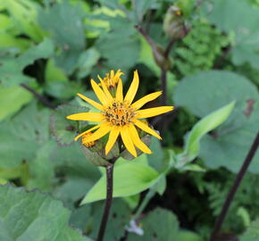 Popelivka zoubkovaná 'Dark Beauty' - Ligularia dentata 'Dark Beauty'