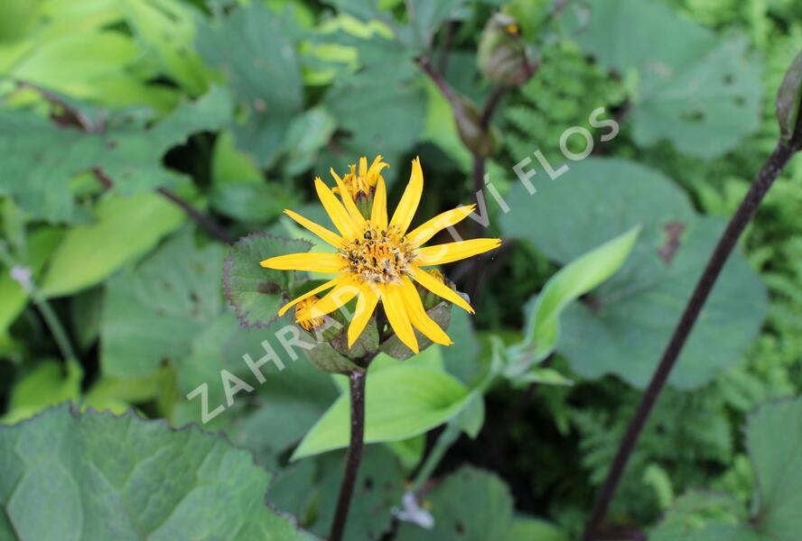 Popelivka zoubkovaná 'Dark Beauty' - Ligularia dentata 'Dark Beauty'
