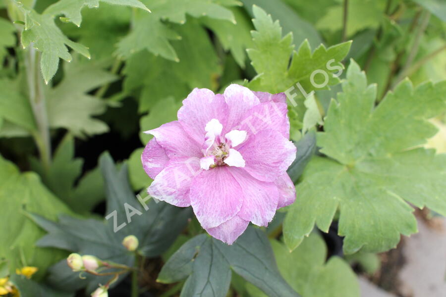 Ostrožka 'Astolat' - Delphinium Pacific 'Astolat'