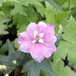 Ostrožka 'Astolat' - Delphinium Pacific 'Astolat'