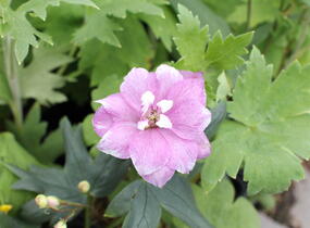 Ostrožka 'Astolat' - Delphinium Pacific 'Astolat'