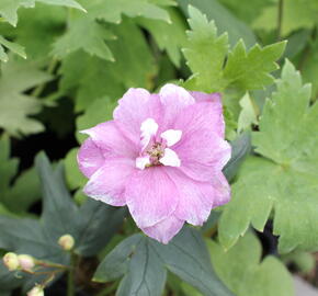 Ostrožka 'Astolat' - Delphinium Pacific 'Astolat'