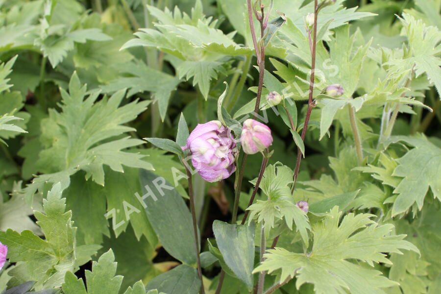 Ostrožka 'Astolat' - Delphinium Pacific 'Astolat'