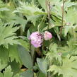 Ostrožka 'Astolat' - Delphinium Pacific 'Astolat'