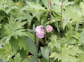Ostrožka 'Astolat' - Delphinium Pacific 'Astolat'