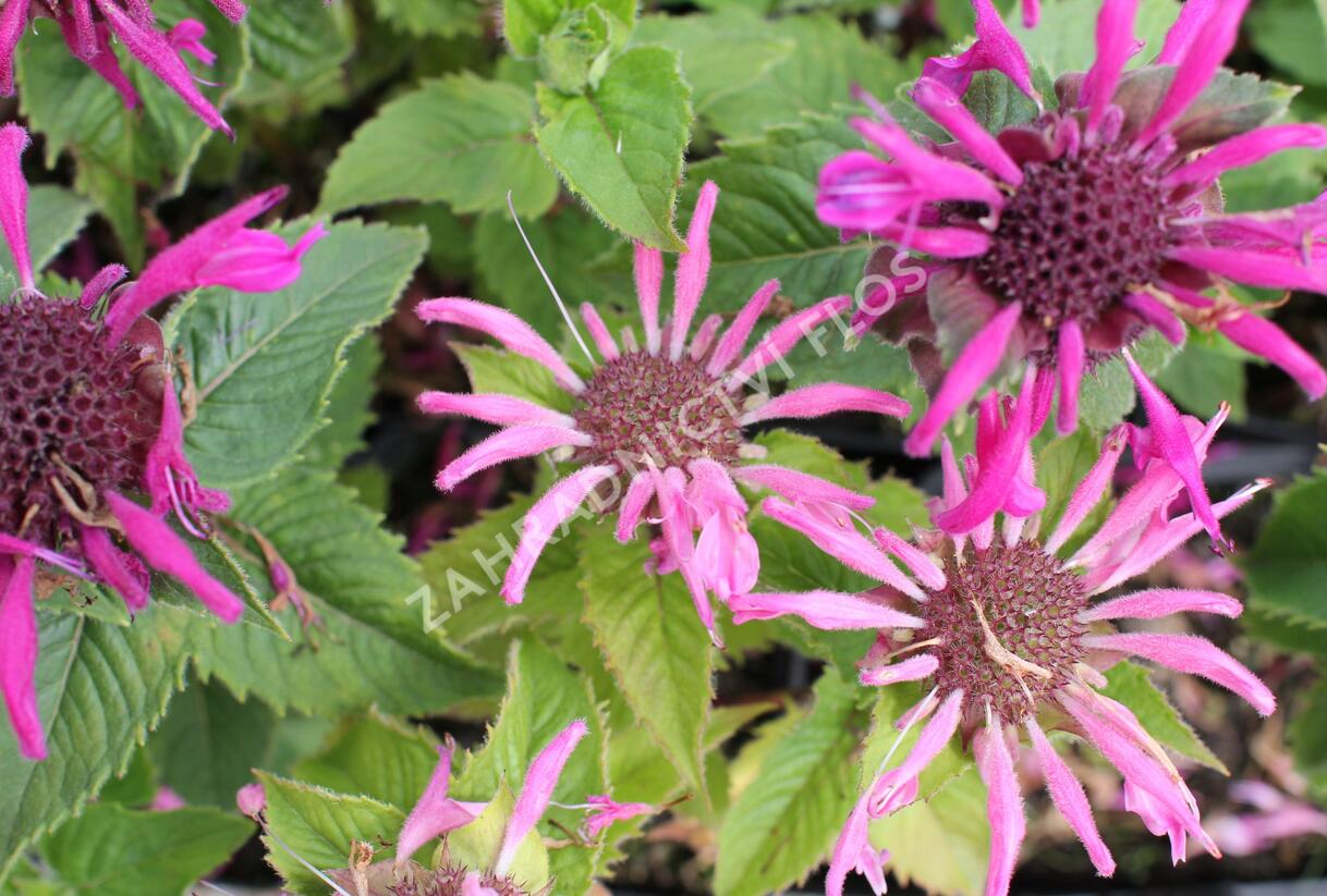 Zavinutka podvojná 'Melua Pink' - Monarda didyma 'Melua Pink'