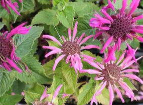Zavinutka podvojná 'Melua Pink' - Monarda didyma 'Melua Pink'