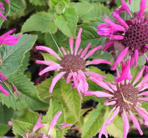 Zavinutka podvojná 'Melua Pink' - Monarda didyma 'Melua Pink'