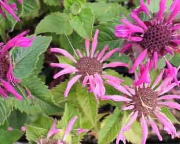 Zavinutka podvojná 'Melua Pink'