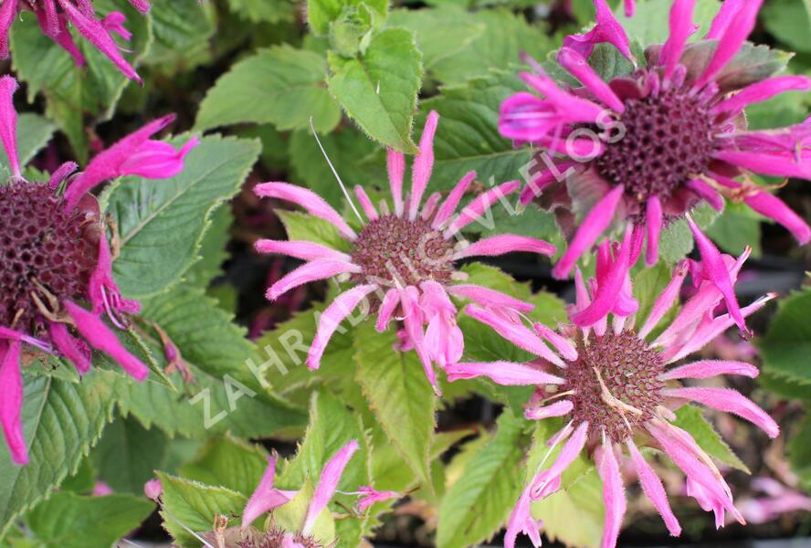 Zavinutka podvojná 'Melua Pink' - Monarda didyma 'Melua Pink'