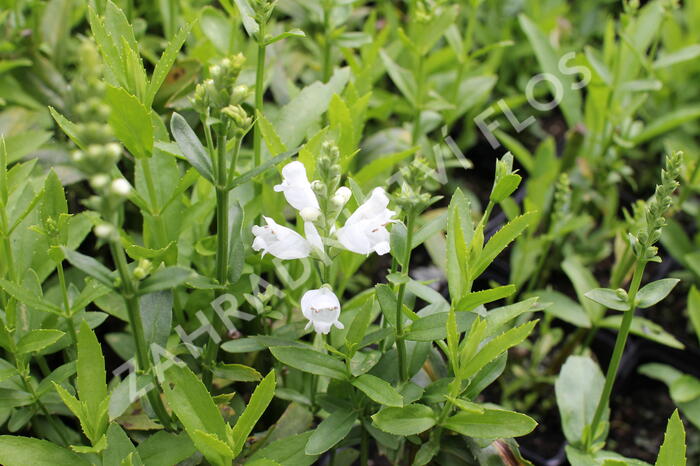Včelník virginský 'Miss Manners' - Physostegia virginiana 'Miss Manners'