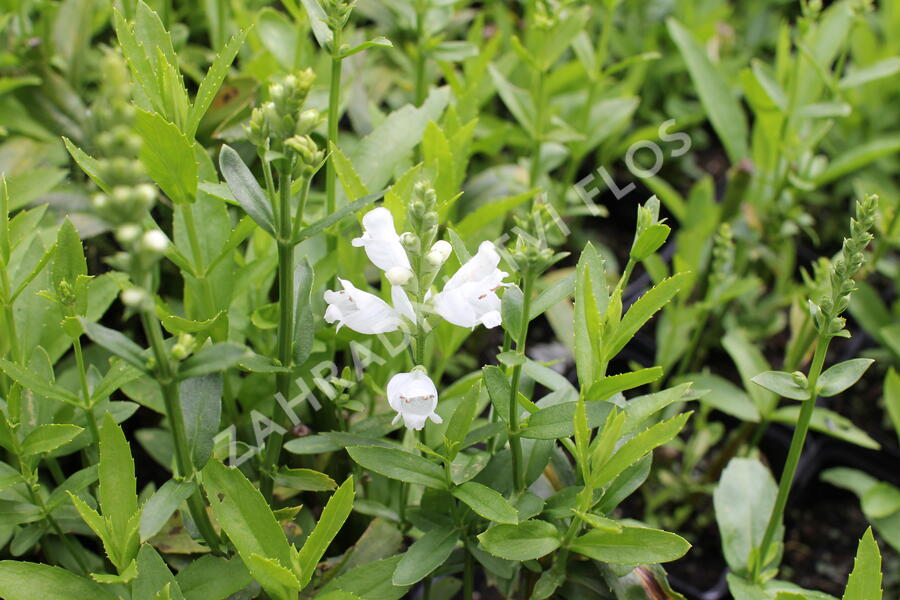 Včelník virginský 'Miss Manners' - Physostegia virginiana 'Miss Manners'