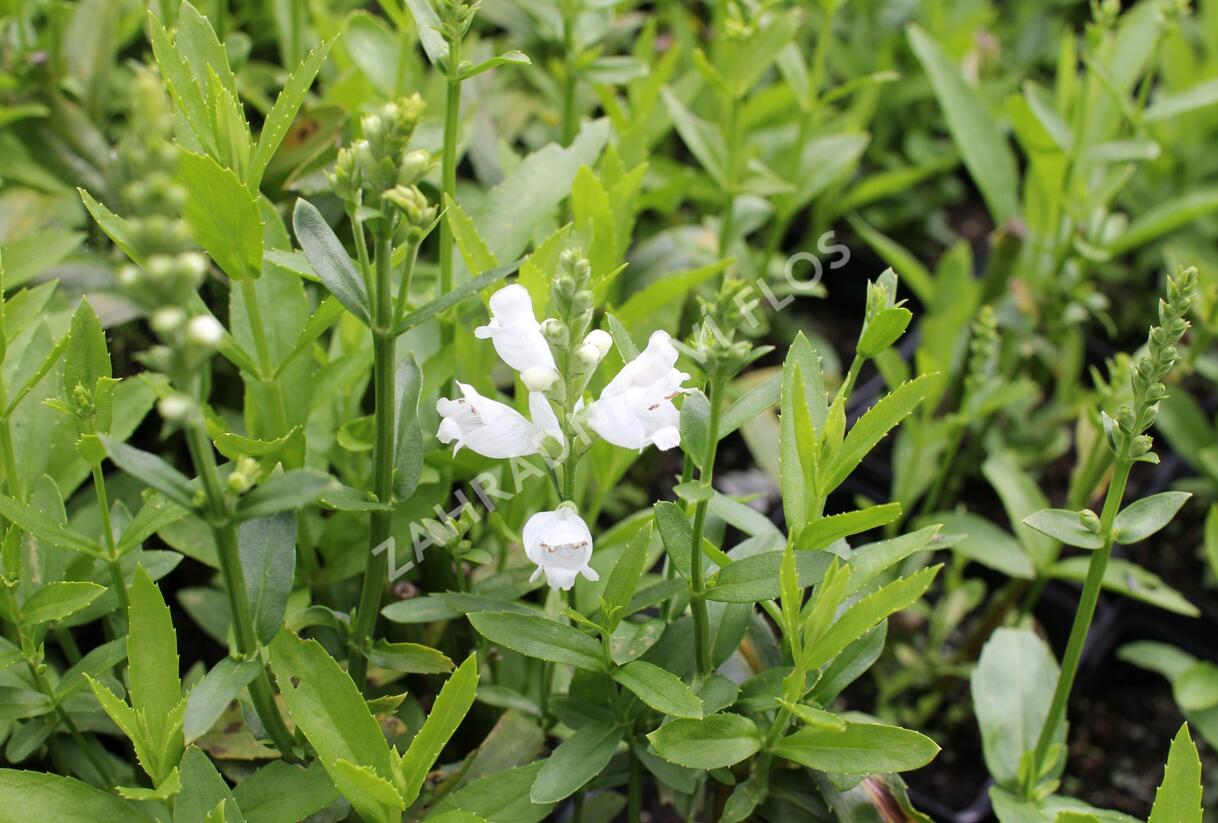 Včelník virginský 'Miss Manners' - Physostegia virginiana 'Miss Manners'