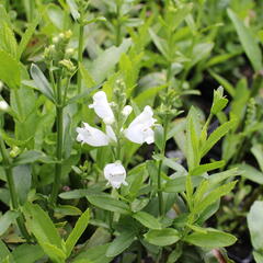 Včelník virginský 'Miss Manners' - Physostegia virginiana 'Miss Manners'