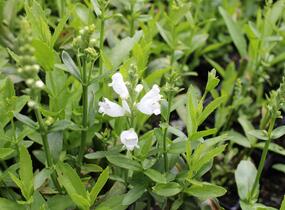 Včelník virginský 'Miss Manners' - Physostegia virginiana 'Miss Manners'