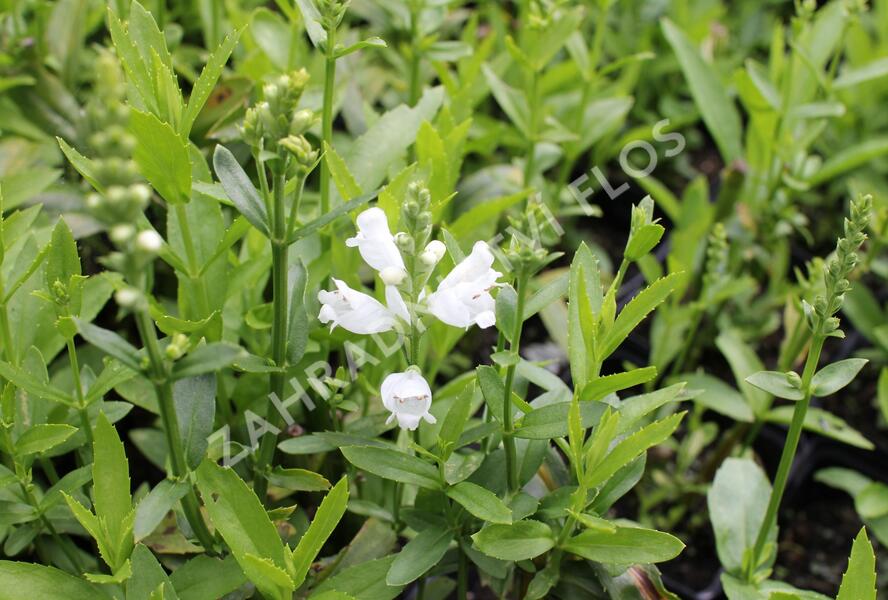 Včelník virginský 'Miss Manners' - Physostegia virginiana 'Miss Manners'