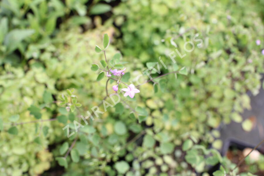 Žluťucha Delavayova 'Splendide' - Thalictrum delavayi 'Splendide'