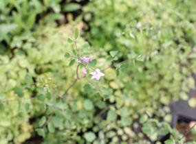 Žluťucha Delavayova 'Splendide' - Thalictrum delavayi 'Splendide'