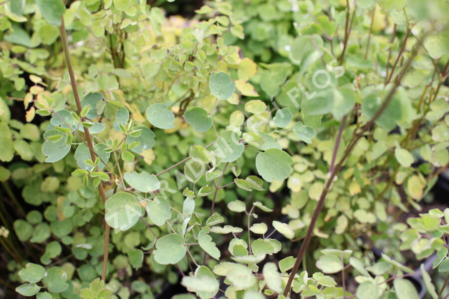 Žluťucha Delavayova 'Splendide' - Thalictrum delavayi 'Splendide'