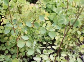 Žluťucha Delavayova 'Splendide' - Thalictrum delavayi 'Splendide'