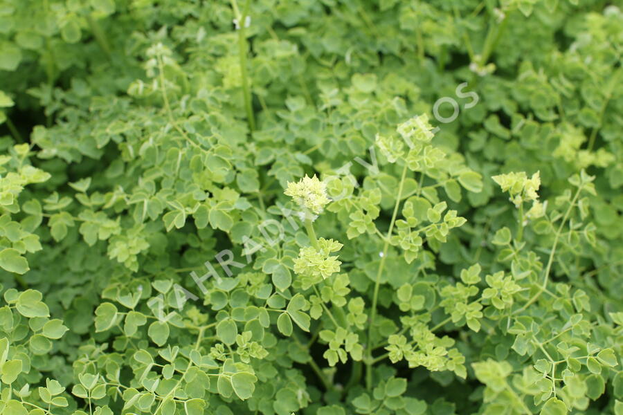 Žluťucha 'Splendide White' - Thalictrum delavayi 'Splendide White'