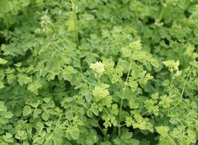Žluťucha Delavayova 'Splendide White' - Thalictrum delavayi 'Splendide White'