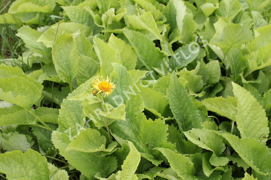 Oman pravý - Inula helenium