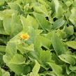 Oman pravý - Inula helenium