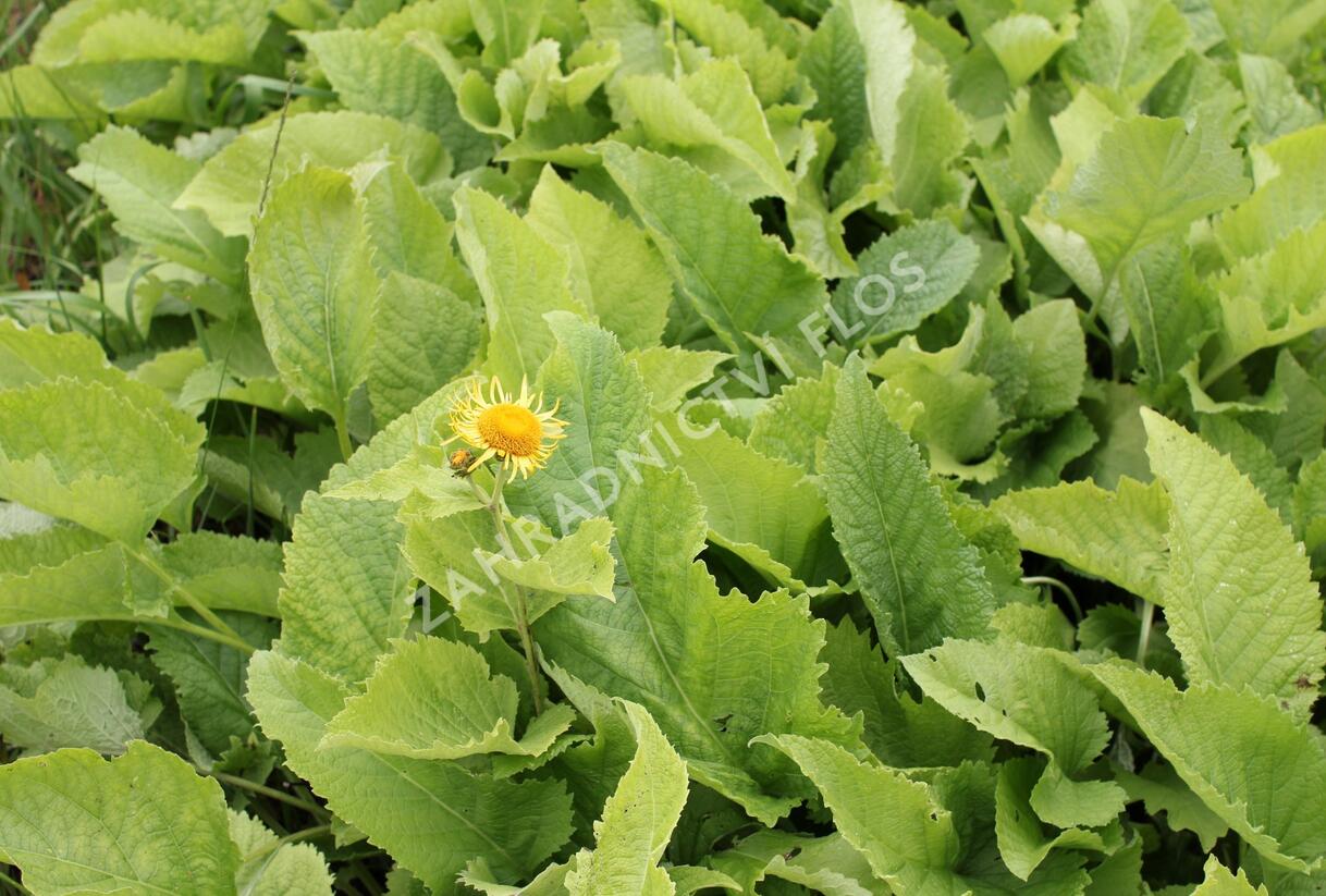 Oman pravý - Inula helenium