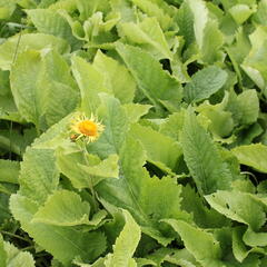 Oman pravý - Inula helenium