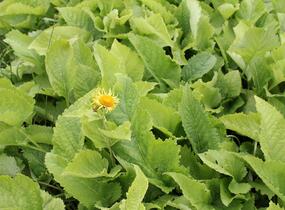 Oman pravý - Inula helenium