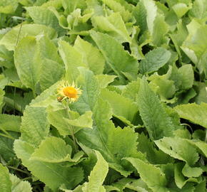 Oman pravý - Inula helenium