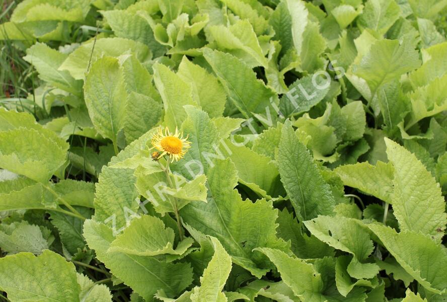 Oman pravý - Inula helenium