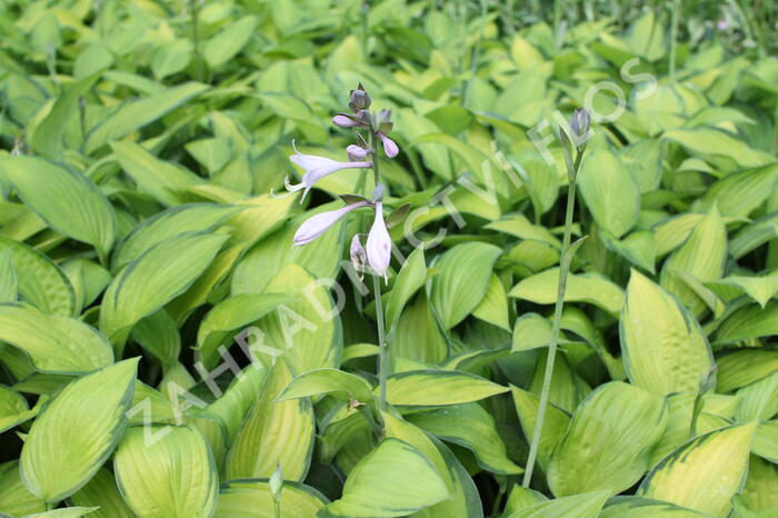 Bohyška 'June' - Hosta tardiana 'June'