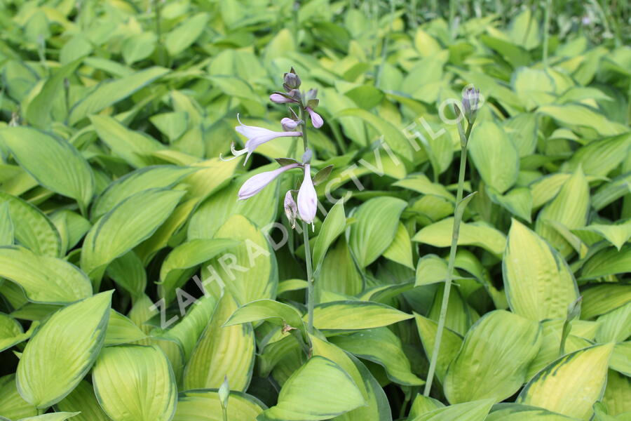 Bohyška 'June' - Hosta tardiana 'June'