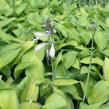 Bohyška 'June' - Hosta tardiana 'June'