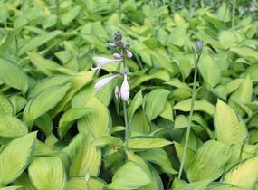 Bohyška 'June' - Hosta tardiana 'June'