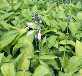 Bohyška 'June' - Hosta tardiana 'June'