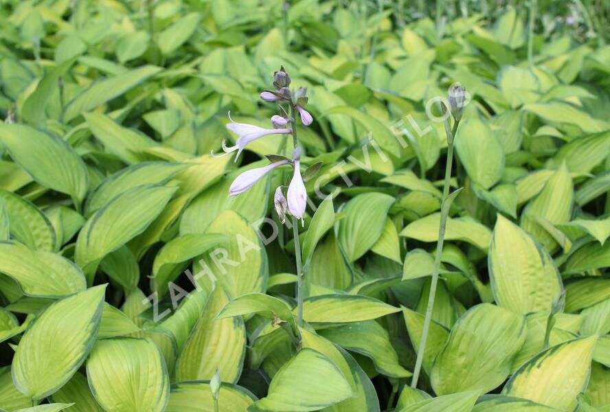 Bohyška 'June' - Hosta tardiana 'June'